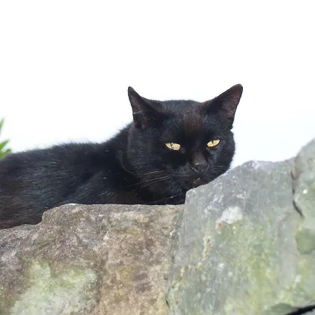 Casa Do Gato Tomas Holiday home *