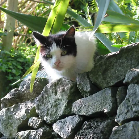 Casa Do Gato Tomas Holiday home *
