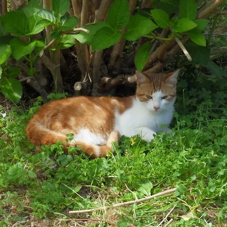 Casa Do Gato Tomas *